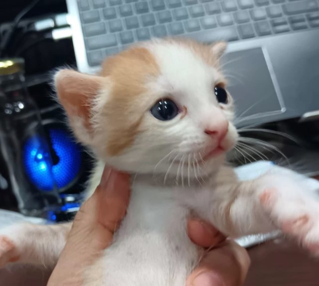 Sally - Domestic Medium Hair Cat