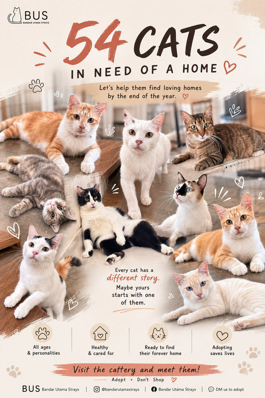 Bu Strays - Domestic Short Hair Cat