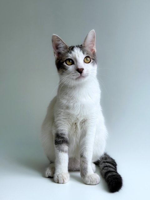Pinterest - Domestic Short Hair Cat