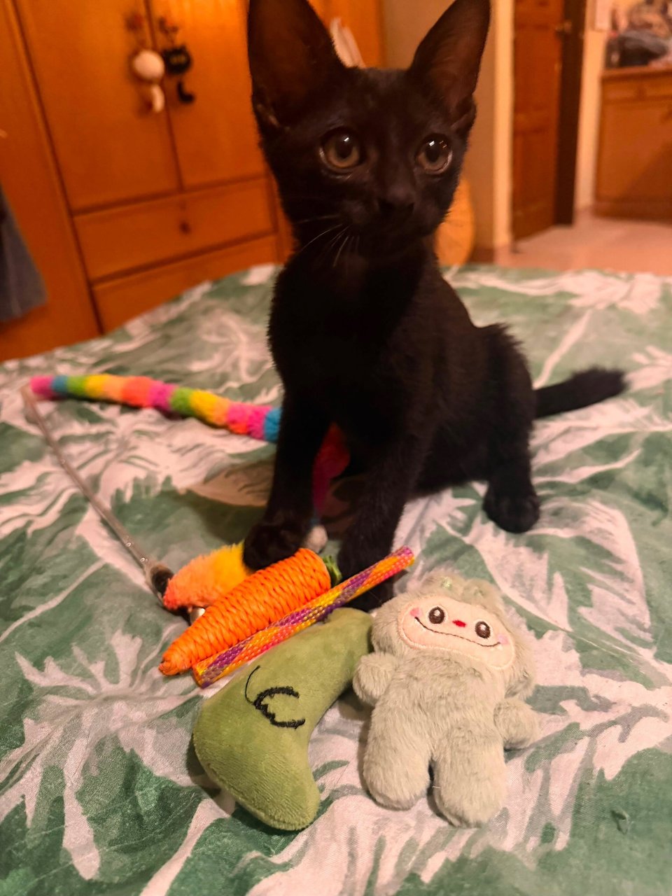 Li'l Puma De Kismet - Domestic Short Hair Cat
