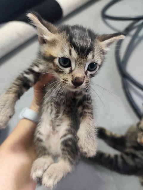 Black &amp; Brown - Domestic Medium Hair Cat
