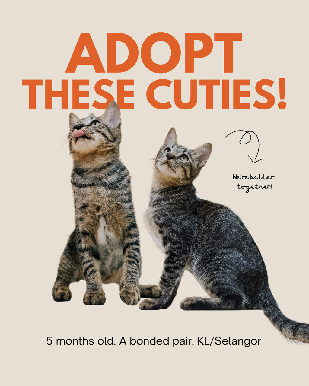 Saba &amp; Otto - Domestic Short Hair Cat