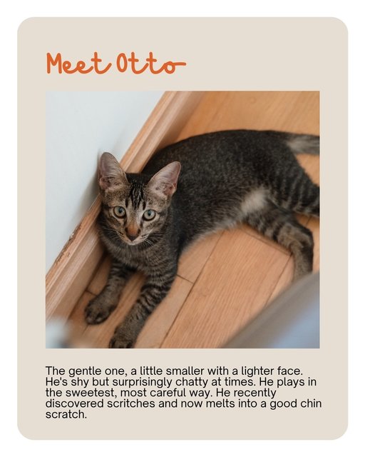 Saba &amp; Otto - Domestic Short Hair Cat