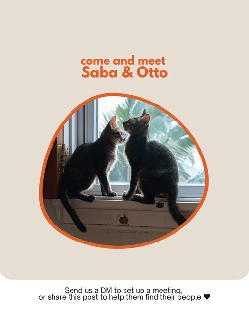 Saba &amp; Otto - Domestic Short Hair Cat