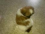 Shih Tzu Puppy(售出) - Shih Tzu Dog