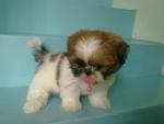 Shih Tzu Puppy(售出) - Shih Tzu Dog