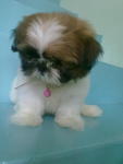 Shih Tzu Puppy(售出) - Shih Tzu Dog