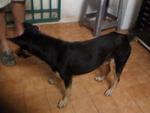 Jj - Doberman Pinscher Mix Dog