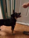 Jj - Doberman Pinscher Mix Dog