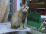 Pf 14928 -- Bobo - Domestic Short Hair Cat