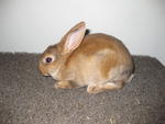 3 Gen Ped Mini Rex Buck  - Mini Rex Rabbit