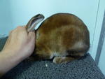 3 Gen Ped Mini Rex Buck  - Mini Rex Rabbit