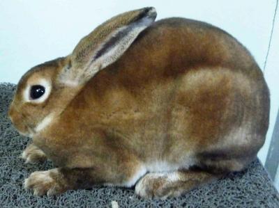 3 Gen Ped Mini Rex Buck  - Mini Rex Rabbit