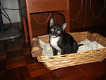 Mj - Domestic Short Hair Cat