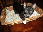 Mj - Domestic Short Hair Cat