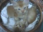 Pf 14946 Cuties Adopted 8-10-10 - Domestic Long Hair Cat