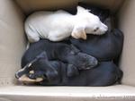 puppies rescued