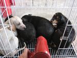 puppies after bath, fur drying time