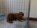 Toy Poodle Super Red Sold Out - Poodle Dog