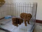 Toy Poodle Super Red Sold Out - Poodle Dog