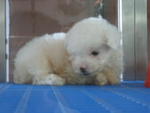 White Toy Poodle (Die) - Poodle Dog