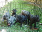 Neapolitan Mastiff Sold - Neapolitan Mastiff Dog