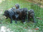 Neapolitan Mastiff Sold - Neapolitan Mastiff Dog