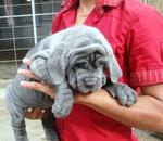 Neapolitan Mastiff Sold - Neapolitan Mastiff Dog