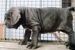 Neapolitan Mastiff Sold - Neapolitan Mastiff Dog