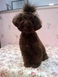 Genia - Poodle Dog