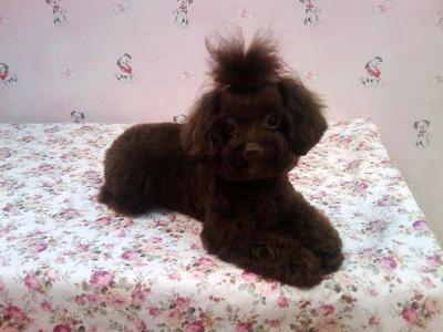 Genia - Poodle Dog