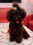 Genia - Poodle Dog