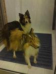 Shetland Sheepdog Cici - Shetland Sheepdog Sheltie Dog