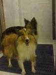 Shetland Sheepdog Cici - Shetland Sheepdog Sheltie Dog