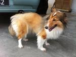 Shetland Sheepdog Cici - Shetland Sheepdog Sheltie Dog