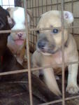 American Pit Bull - American Bulldog Dog