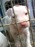 American Pit Bull - American Bulldog Dog