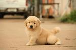 Golden Grade A Quality Sold - Golden Retriever Dog