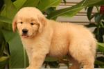 Golden Grade A Quality Sold - Golden Retriever Dog