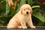 Golden Grade A Quality Sold - Golden Retriever Dog