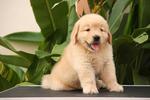 Golden Grade A Quality Sold - Golden Retriever Dog