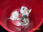 Urgent :3 Cute Kittens For Adoption - Domestic Short Hair Cat