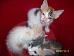 Urgent :3 Cute Kittens For Adoption - Domestic Short Hair Cat