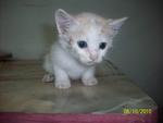 Urgent :3 Cute Kittens For Adoption - Domestic Short Hair Cat