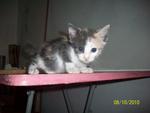 Urgent :3 Cute Kittens For Adoption - Domestic Short Hair Cat