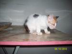 Urgent :3 Cute Kittens For Adoption - Domestic Short Hair Cat