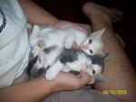 Urgent :3 Cute Kittens For Adoption - Domestic Short Hair Cat