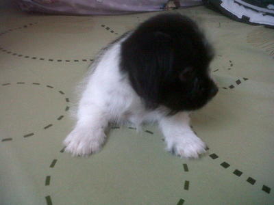Oreo - Shih Tzu Dog