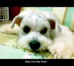 Jojoe - Shih Tzu + Terrier Dog