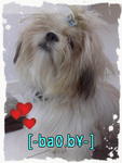 Bao Bei - Shih Tzu Dog